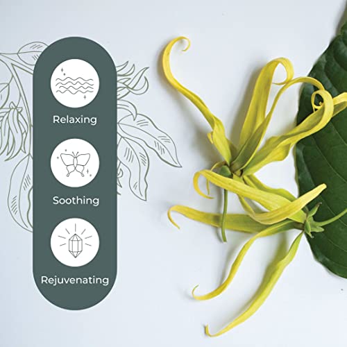 Aceite Esencial Cananga Plant Therapy 10 mL miniatura 3