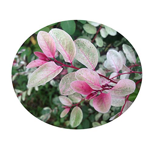Snowbush Snow On The Mountain Variegated Pink Green White Unusual Leaf Tropical Versatile Live Shrub Plant Starter Size 4 Inch Pot Emerald R #TOP26