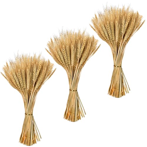 Fairblo 300 peças espinhas de trigo secas naturais flores de trigo seco ramo de erva flores secas decoração para casa mesa de sala de jantar casamento decoração de outono