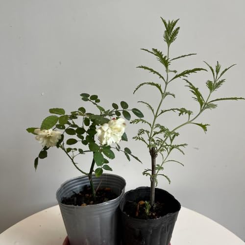 グリーンアイス　苗木 グリーンアイス苗 - メルカリ その他観葉植物