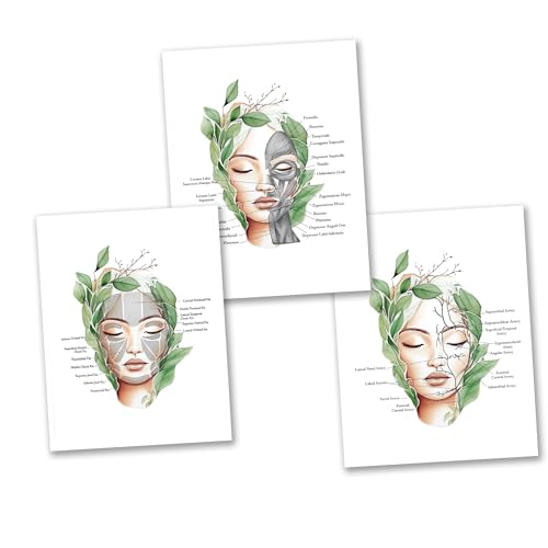Gnosis Picture Archive Face Anatomy Facial Fat Pad, Muscles, Blood Vessels Set of 3 Art Unframed Prints Spa Decor