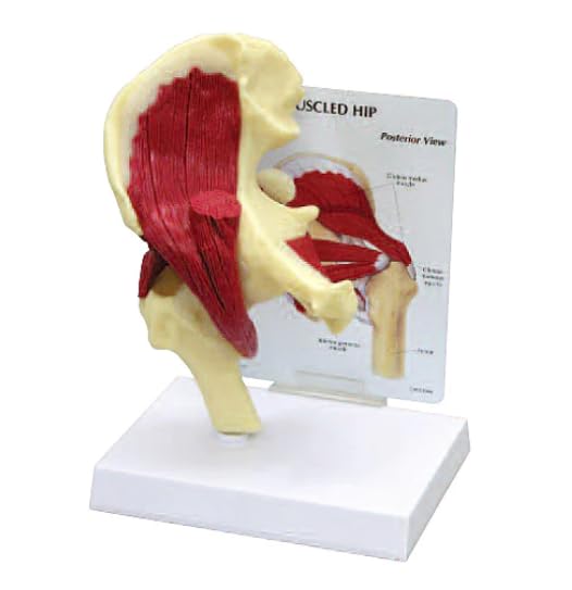 KKI Adult Life Like Human Hip Joint Model with Muscles and Highly Detailed Bone | Perfect Anatomy for Medical Students, Doctors and Training. (B0C7CS39VB) Amazon Price History, Amazon Price Tracker