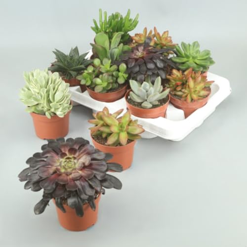 Pack de 9 Plantas Crasa, Mix de suculentas variadas, altura de 23 cm en maceta de 10,5 cm. Suculentas con hojas gruesas que almacenan agua, ideales para climas secos. Segura Garden.