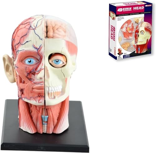 HAILMGAY Modelo anatómico de la cabeza humana visual 4d, modelo nervioso muscular, modelo anatómico del tejido cerebral, modelo anatómico de la cabeza para educación en anatomía de biología médica