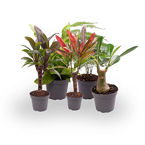 PACK 5 PLANTAS NATURALES MINI M6 VARIADAS PERFECTAS PARA INTERIOR