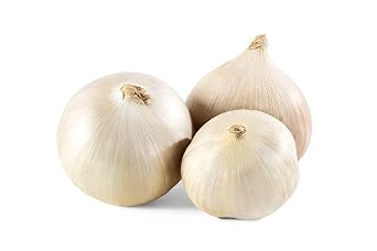 Elephant Garlic Rounds Ajo Macho Great for Fall Planting! 1 LB