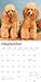 Poodles | 2026 12 x 24 Inch (Hanging) Monthly Square Wall Calendar | Plastic-Free | BrownTrout | Animals Dog Breeds