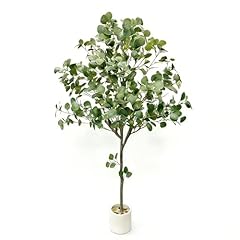 Eucalyptus-5ft-green