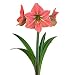 Amaryllis Exotica - 1 bulb - 30/32 cm