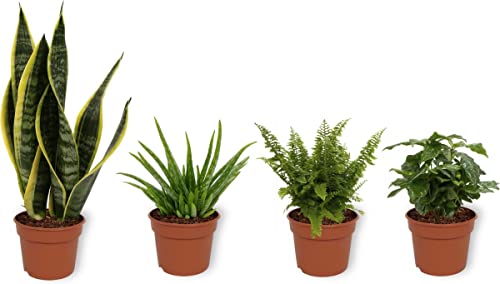 DECOALIVE Pack Plantas Interior | Sansevieria Trifasciata Laurentii | Aloe Vera | Helecho Espada | Planta del Café | Plantas Naturales Purificadoras del Aire