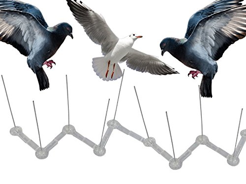 Express trading Unknown 7.5CM Alto Perca PÁJARO Paloma Gaviota INTRUSO/DISUASIVO Valla Pared Clavos-Disponible EN 2, 4, 6, 8, 10 2 Metros, Orange