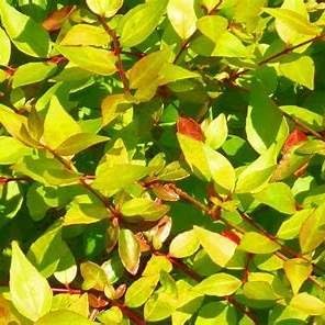 Super Gold Abelia Shrub – Dwarf Evergreen with Golden Foliage & Fragrant White Blooms – Live Abelia × grandiflora ‘Super Gold’ Plant for Garden Borders, Hedges & Landscapes (Liner/Starter Plant)