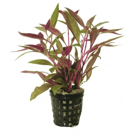 Massive Selection of Live Potted Aquatic Plants Tropical Aquarium Easy Anubias (13. Alternanthera Reineckii 5cm Pot)