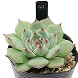 44.カシ, オ 抜き苗 多肉植物