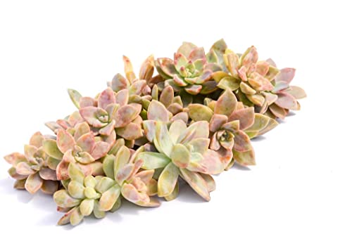 Live Succulent Cuttings – Succulent Cuttings In Bulk (Pack Of 20) (Graptopetalum Succulent Cuttings) #TOP2