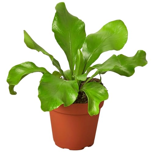 Bird's Nest Nidus Fern | Asplenium Nidus | Live Plant for Indoor | Different Houseplants in 4'' & 6'' Pot | Real House Plant for Living Room, Office, Desk & Bathroom Bird's Nest Nidus Fern | Asplenium Nidus | Live Plant for Indoor | Different Houseplants in 4'' & 6'' Pot | Real House Plant for Living Room, Office, Desk & Bathroom
