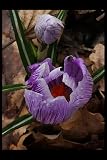  Mon carnet d\'été: le parfum du crocus: Pages de cahier en pointillés, étroitement reliées comme un livre, pour la liste de travail quotidienne, comme cahier ou agenda avec 120 pages blanches