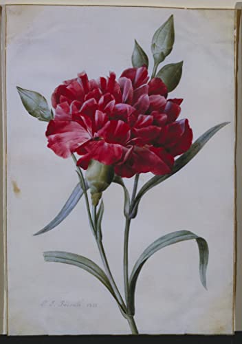 Toile Oeillet Pierre Joseph Redouté 50x70 cm pour remplacer un mur vide et terne