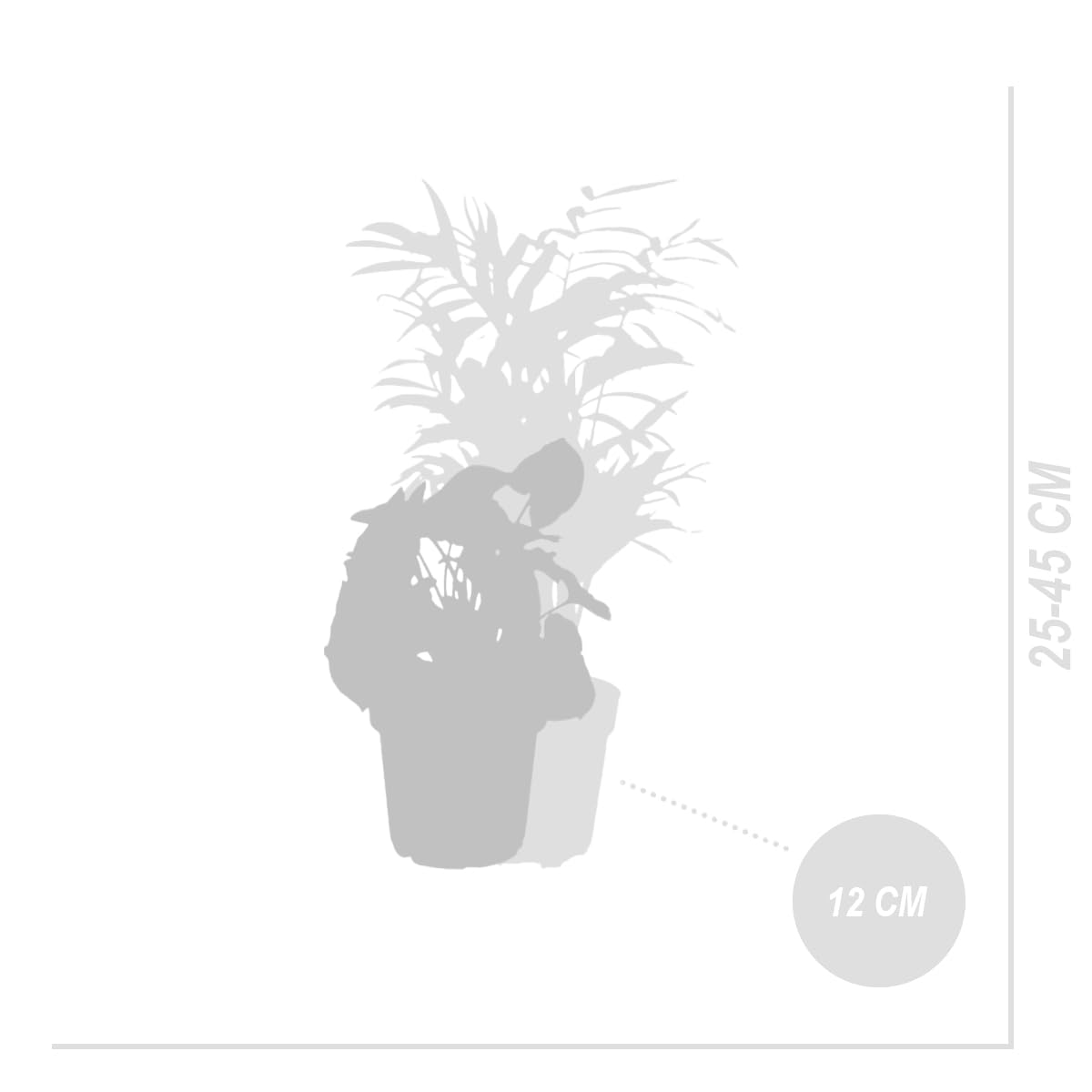 Bloomique Lot de 6 Plantes Vertes Bananier Caféier Syngonium Chamaedorea Spathiphyllum Dieffenbachia 20-40 cm Pot 12 cm