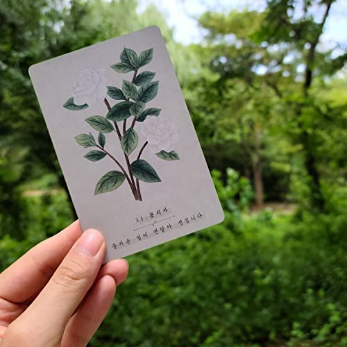 Amazon | Kancharo オラクルカード 60 枚 タロット占い【韓国 野生花