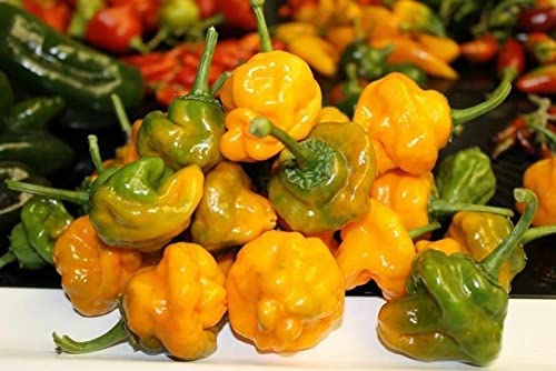 500+ Yellow Jamaican Scotch Bonnet Peppers Seeds – Heirloom Hot Pepper Seeds Very Spicy Chili Seeds