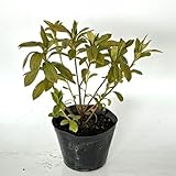 ヒラドツツジ 樹高0.3m前後 13.5~15cmポット|Amazon