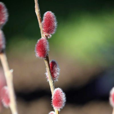 Japanese Pink Pussy Willow - Mt Asama - Fuzzy, Pink Catkins 1 - Year Live Plant #TOP3