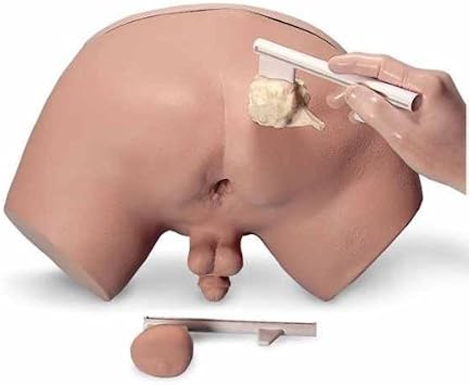 Nasco Life/form Prostate Examination Simulator - Model LF00901U - Each