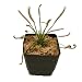 Cape Sundew - Drosera capensis - Carnivorous Plant 3" Pot