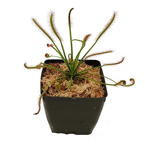 Cape Sundew - Drosera capensis - Carnivorous Plant 3 Pot