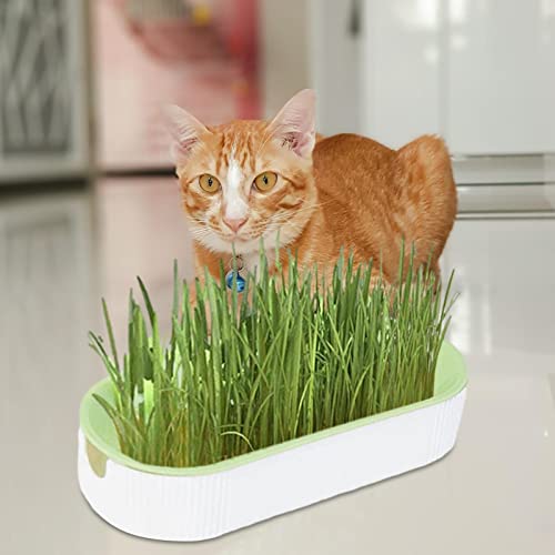 Kit de cultivo de grama para gatos – Plantador hidropônico de grama para gatos – sem sujeira, sem su
