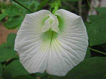 See full amazon price history chart for Shivansh Plant White Pea, Aprajita, Asian Pigeonwings Single petal 1 Healthy Live Plant Shivansh Plant White Pea, Aprajita, Asian Pigeonwings Single petal 1 Healthy Live Plant (B08HMYT2JF) Amazon Price History, Amazon Price Tracker