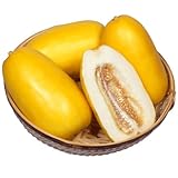 種 野菜たね マクワウリ F1黄金まくわ 1袋(1ml) / 国華園 26年春商品