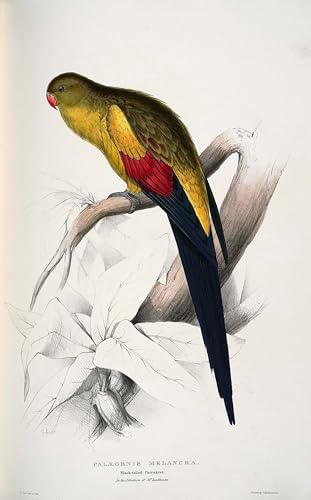Peinture sur toile Polytelis Anthopeplus Edward Lear de qualité galerie 60x90cm