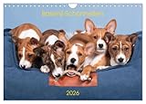 Basenji-Schönheiten (Wandkalender 2026 DIN A4 quer), CALVENDO Monatskalender: Wunderschöne Basenjis, groß und klein (CALVENDO Tiere)