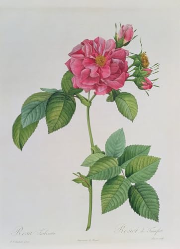 Rosa Turbinata Pierre Redouté cuadro en lienzo 60x90cm soluciona la decoración de paredes vacías