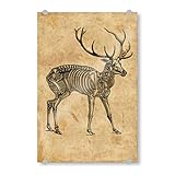 artboxONE Acrylglasbild 30x20 cm Tiere Hirsch Skelett Bild hinter Acrylglas - Bild Hirsch Skelett Hirsch Skelett REH