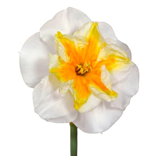 The Bulb Farmers - 50 x Narcis 'Delta' - Blanc avec orange - bulbes à fleurs directement du producteur - floraison printanière - taille sphérique SP 12-14 (taille la plus appropriée pour le jardin) -