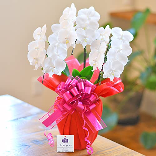 3本立ちミディ胡蝶蘭