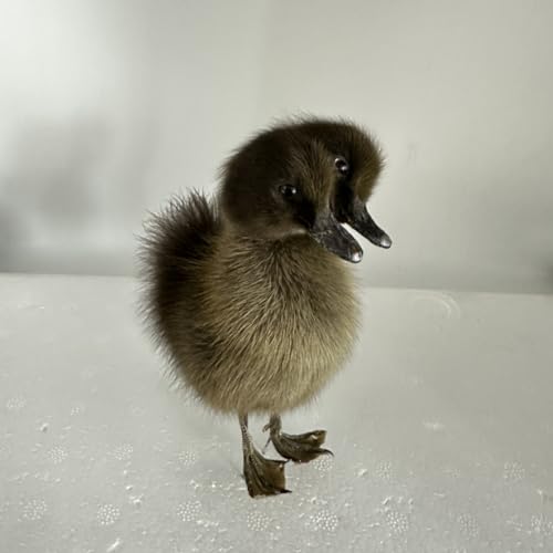 Image of Animal Specimen Making Eurasian Duck Specimen Teaching /Decoration(Black)