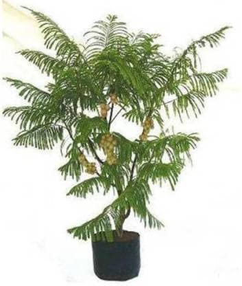 PlantaZee amla Live Plant Indian gooseberryamla | phyllanthus tratemus Outdoor Plant (B09ZV4S6P5) Amazon Price History, Amazon Price Tracker