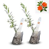 Live Dwarf Pomegranate Plant (Punica Granatum) - Compact, Ornamental Fruit Bearing Shrub, Indoor/Outdoor (2 pom-Dwarf sacs)