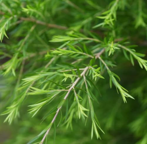 Aceite Esencial de Árbol de Té Orgánico 5 mL miniatura 2