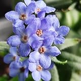 VergissMeinNichtSamen-langer Blütezeit für eine garten-einfach zuPflanzenwieseSamen-PflanzenSamen500pcs