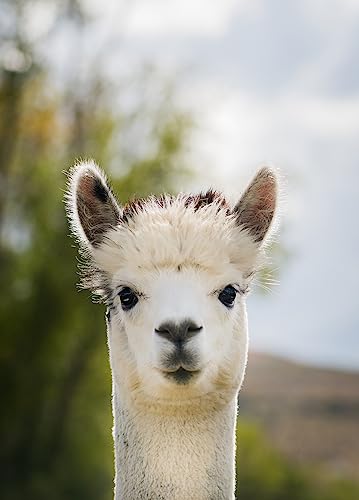 Image of WARRIOR ALPACA SOCKS - Everyday Warrior Collection - All-Purpose Alpaca Socks - Daily Wear for Every Season