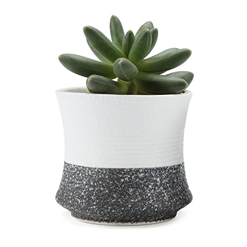 T4U 3.25 Inch Ceramic Korae Style Snow Serial No.3 Succulent Plant Pot/Cactus Plant Pot Flower Pot/Container/Planter