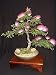 Albizia Julibrissin Mimosa Bonsai Persian Silk Tree, Pink, 10 Seeds