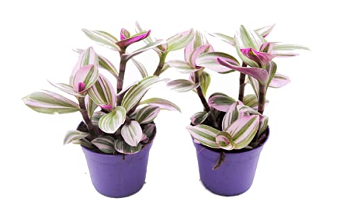 DECOALIVE Mini Tradescantia Nanouk 7 cm Planta Natural Hojas Color Rosa Tradescantia Albiflora, 8435712004770