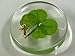 KIN-HEBI Real Four Leaf Clover Good Luck Pocket Token, Preserved, 1.25”, Including Metal Cross Object (Gold)