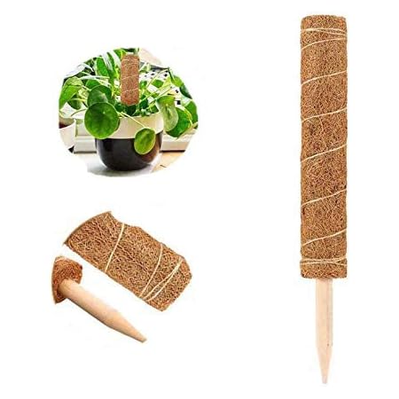 Amazon Co Jp 植物支柱 観葉支柱 園芸支柱 ココナッツ支柱 つる性植物 ココナッツ ガーデニング支柱 植物サポート 頑丈 耐久 使いやすい 水分維持 中空デザイン 延長可能 水分 養分維持 頑丈 使いやすい 耐久 植物 安全 園芸 高さ調整可能デザイン 高さ45cm 花支え